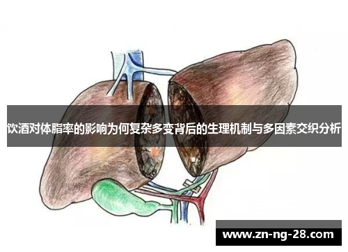 饮酒对体脂率的影响为何复杂多变背后的生理机制与多因素交织分析 饮酒对体脂率的影响为何复杂多变背后的生理机制与多因素交织分析